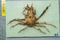 藏品(雙角互敬蟹)的圖片